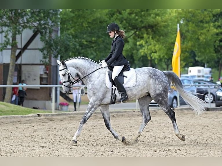 Koń westfalski Klacz 18 lat 165 cm Siwa in Ascheberg