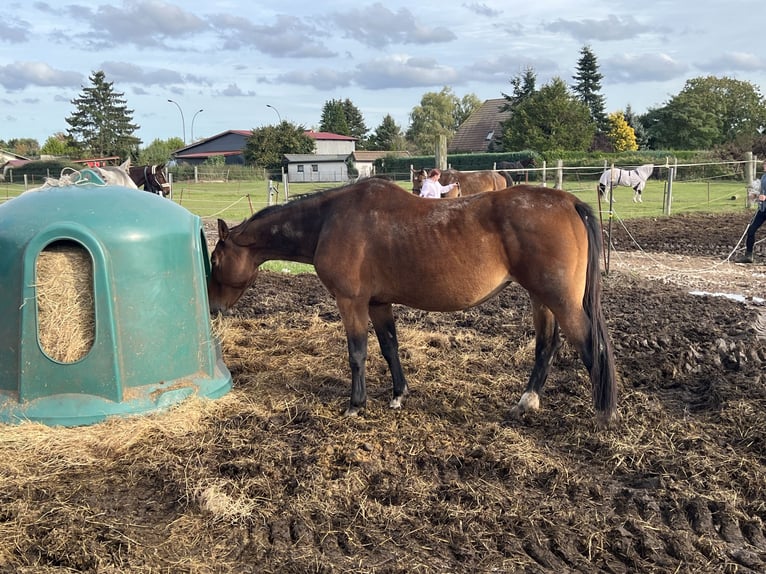 Koń westfalski Klacz 18 lat 170 cm Ciemnogniada in Görmin