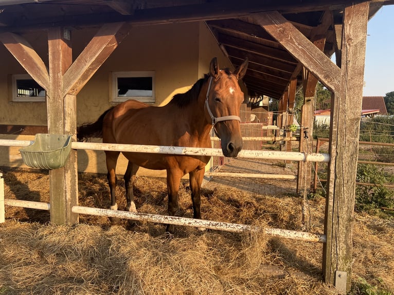 Koń westfalski Klacz 18 lat 170 cm Ciemnogniada in Görmin