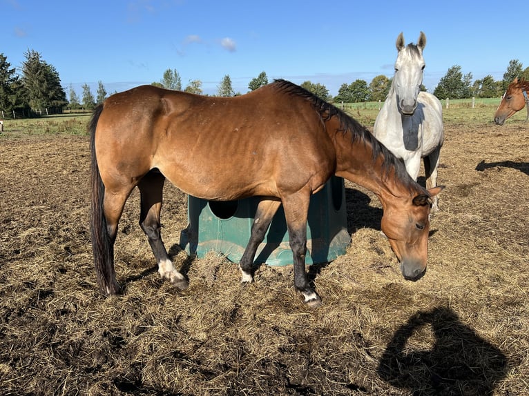 Koń westfalski Klacz 18 lat 170 cm Ciemnogniada in Görmin