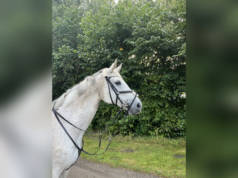 Koń westfalski Klacz 18 lat 170 cm Siwa w hreczce in LütjenholmOckholm