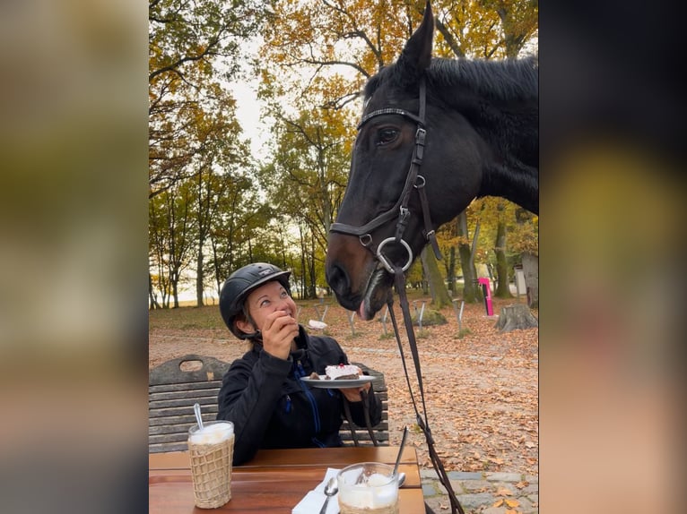 Koń westfalski Klacz 18 lat 172 cm Ciemnogniada in Köln