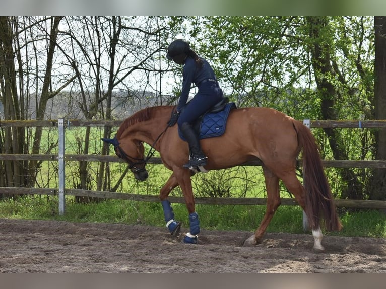 Koń westfalski Klacz 18 lat 173 cm Kasztanowata in Hungen