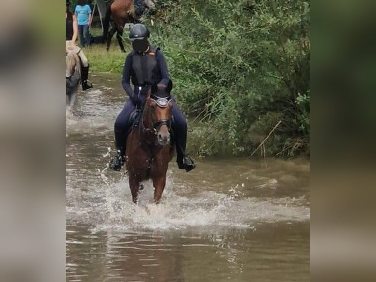 Koń westfalski Klacz 18 lat 173 cm Kasztanowata in Hungen