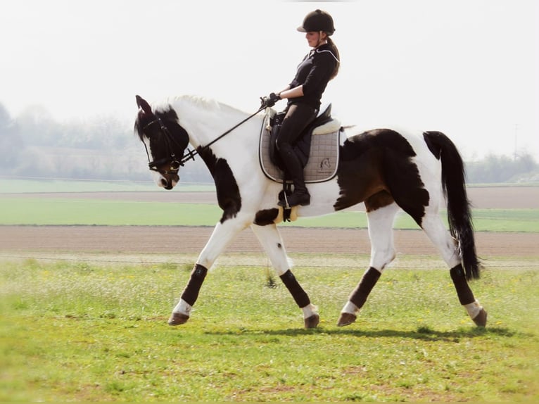 Koń westfalski Klacz 18 lat 174 cm Srokata in Korntal-Münchingen
