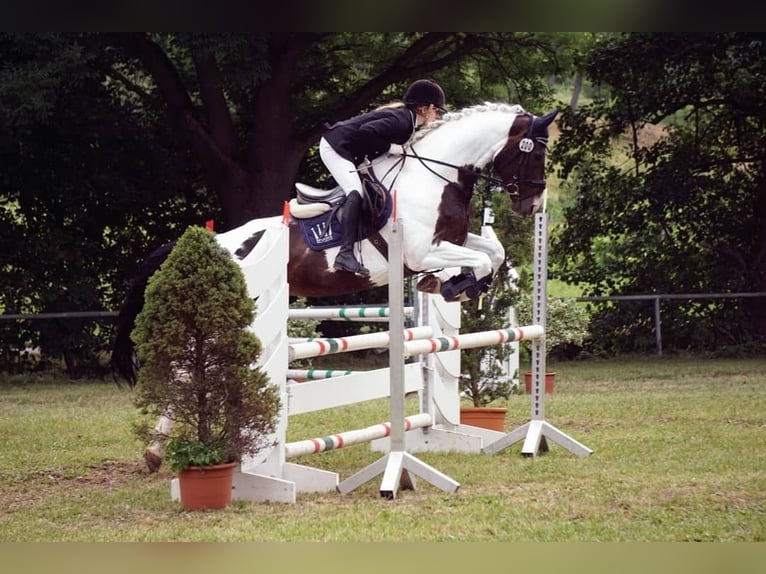 Koń westfalski Klacz 18 lat 174 cm Srokata in Korntal-Münchingen