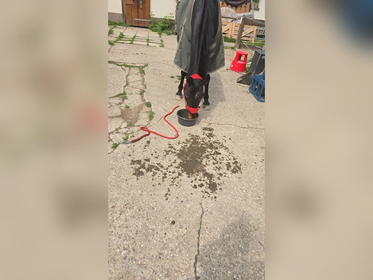 Koń westfalski Klacz 19 lat 155 cm Ciemnogniada in Hagen
