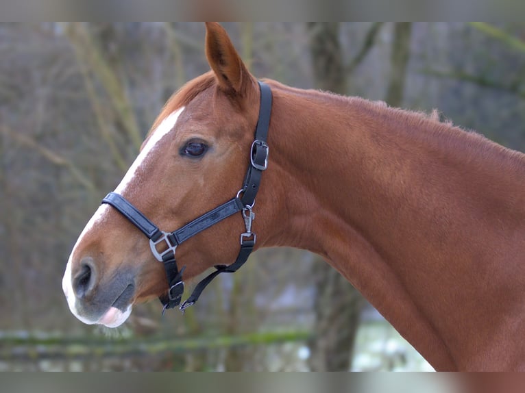 Koń westfalski Klacz 19 lat 160 cm Kasztanowata in Zolling