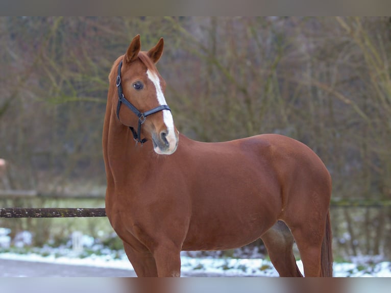 Koń westfalski Klacz 19 lat 160 cm Kasztanowata in Zolling