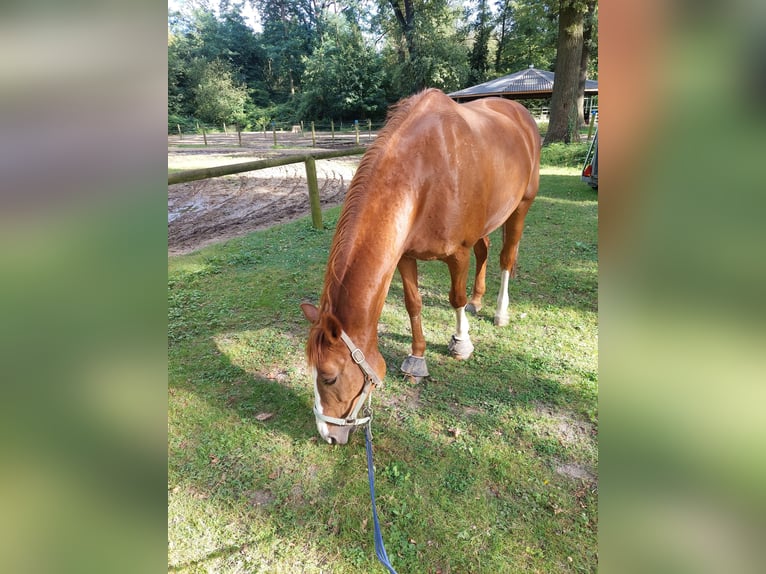 Koń westfalski Klacz 19 lat 165 cm Kasztanowata in Köln