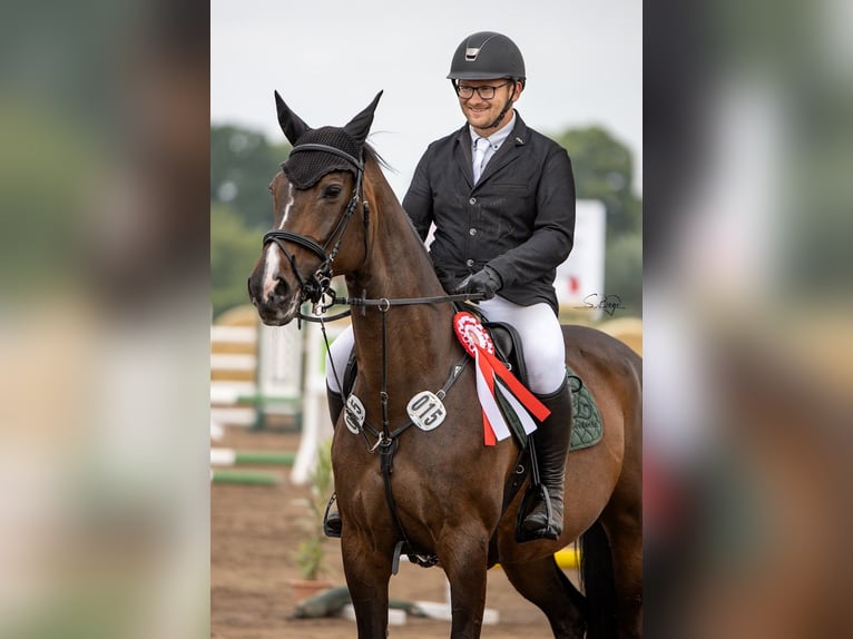 Koń westfalski Klacz 19 lat 167 cm Gniada in Ribnitz-Damgarten