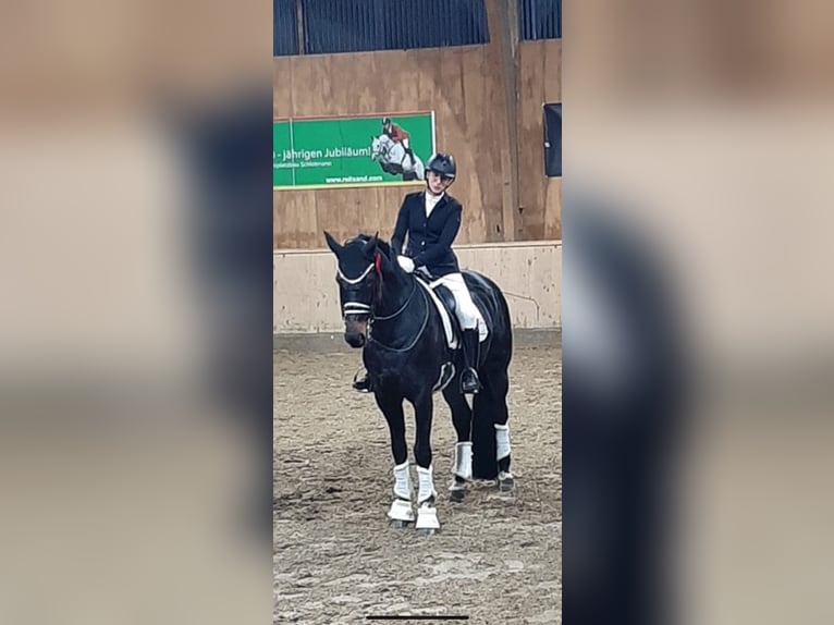 Koń westfalski Klacz 19 lat 168 cm Ciemnogniada in Höxter