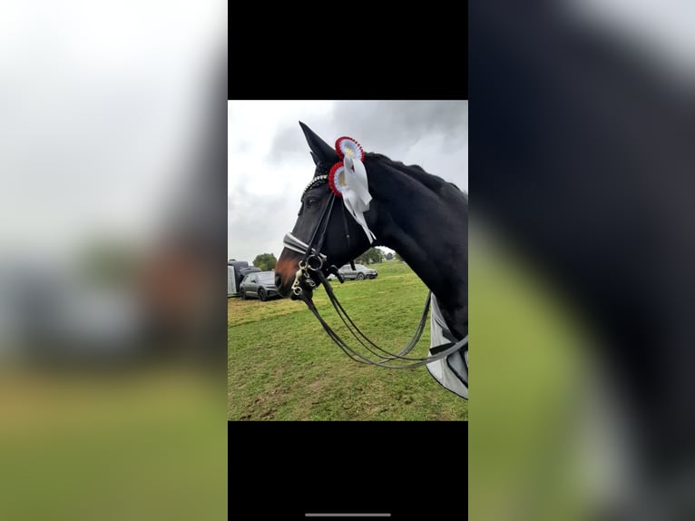 Koń westfalski Klacz 19 lat 168 cm Ciemnogniada in Höxter