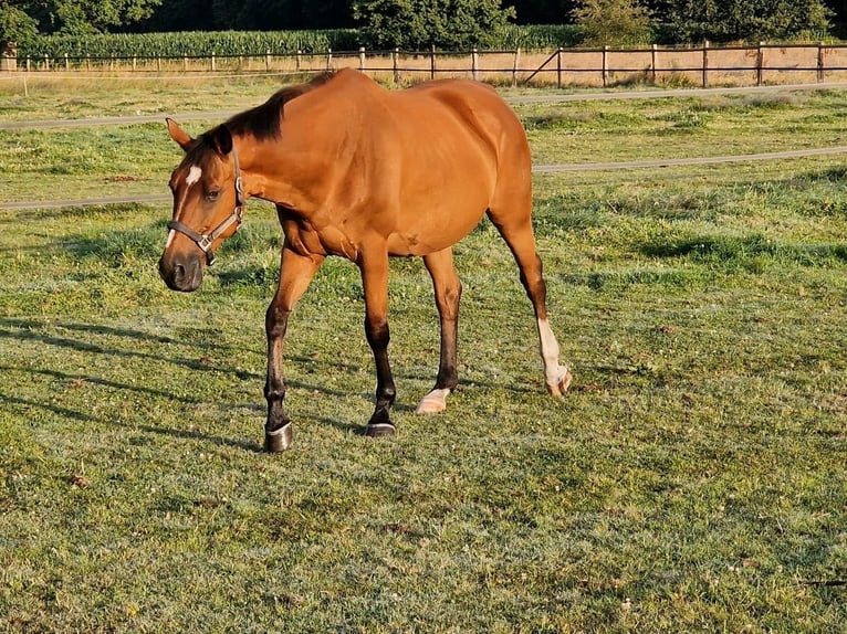 Koń westfalski Klacz 19 lat 168 cm Gniada in Seester