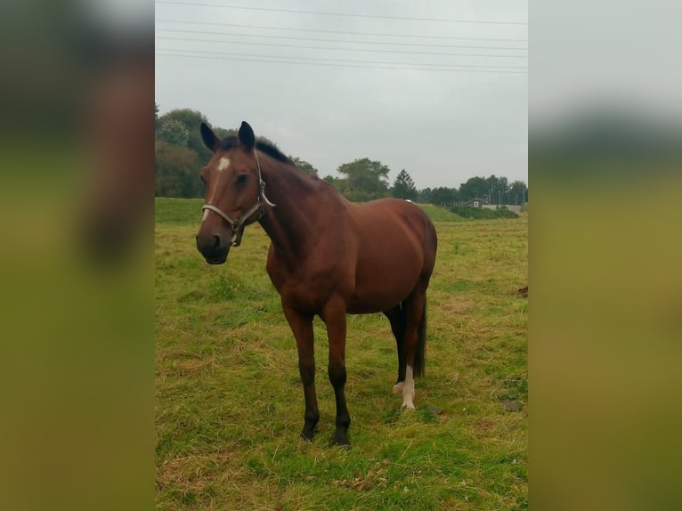 Koń westfalski Klacz 19 lat 168 cm Gniada in Seester