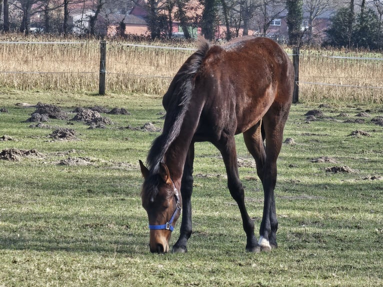 Koń westfalski Klacz 1 Rok 145 cm Gniada in Gütersloh