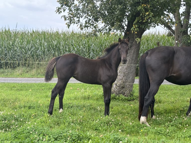 Koń westfalski Klacz 1 Rok 148 cm Kara in Warendorf