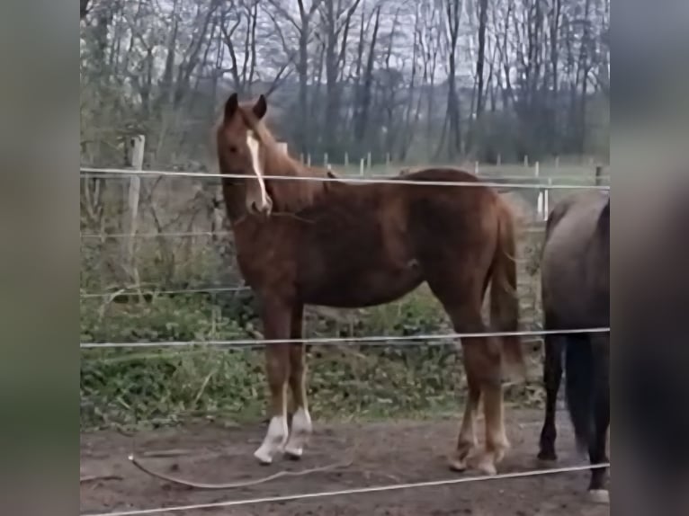Koń westfalski Klacz 1 Rok 163 cm Ciemnokasztanowata in Billigheim-Ingenheim
