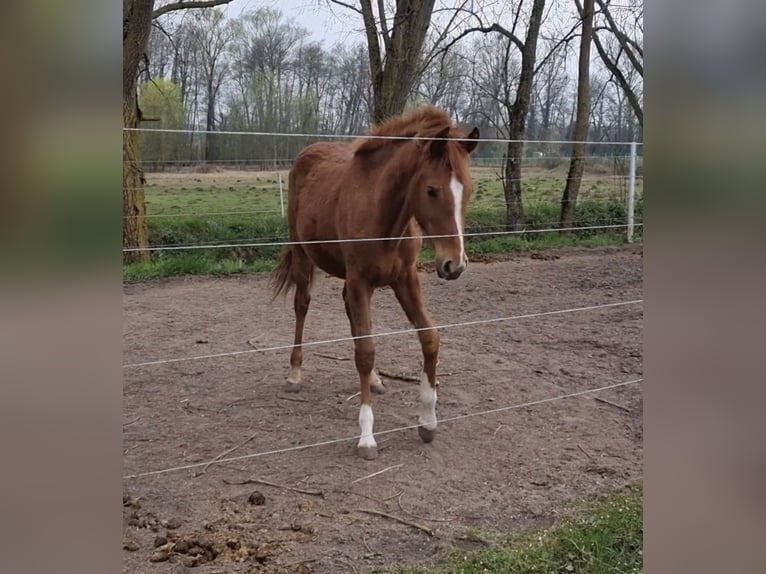 Koń westfalski Klacz 1 Rok 163 cm Ciemnokasztanowata in Billigheim-Ingenheim