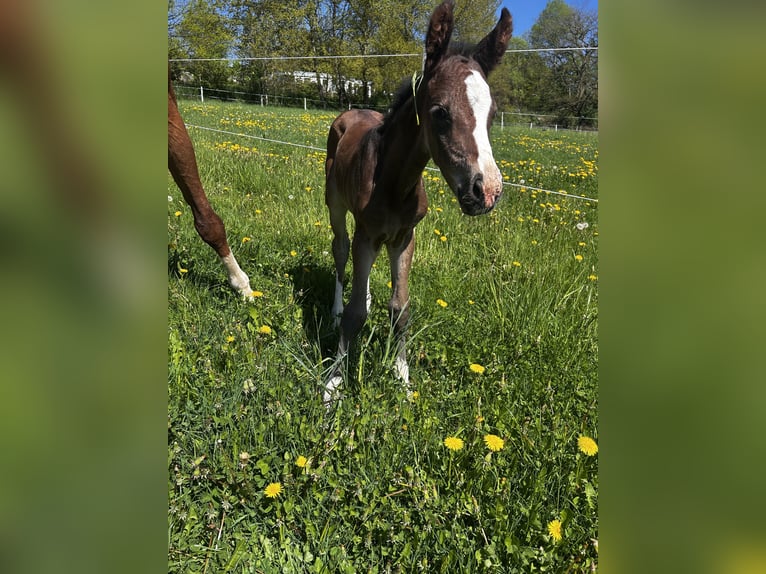 Koń westfalski Klacz 1 Rok 164 cm Ciemnogniada in Siegen