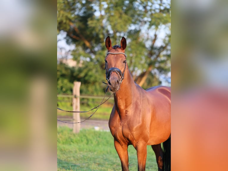 Koń westfalski Klacz 1 Rok 170 cm Ciemnogniada in Lippstadt