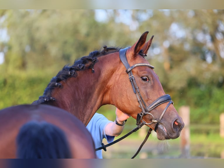 Koń westfalski Klacz 1 Rok 170 cm Ciemnogniada in Lippstadt