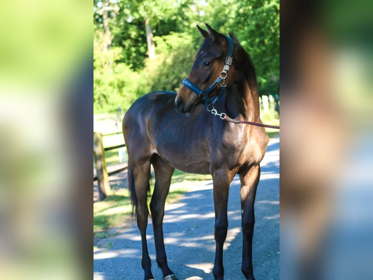 Koń westfalski Klacz 1 Rok 170 cm Ciemnogniada in Lippstadt