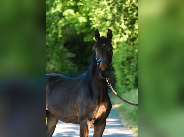 Koń westfalski Klacz 1 Rok 170 cm Ciemnogniada in Lippstadt
