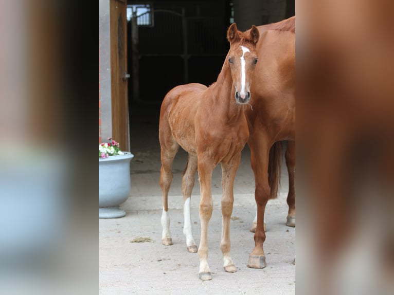 Koń westfalski Klacz 1 Rok 172 cm Ciemnokasztanowata in WinsenNützen