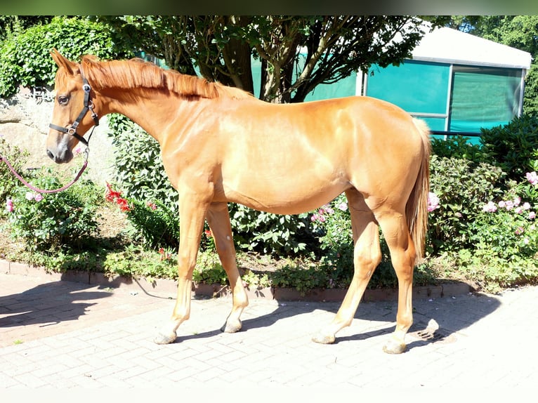 Koń westfalski Klacz 1 Rok 175 cm Kasztanowata in Cappeln (Oldenburg)