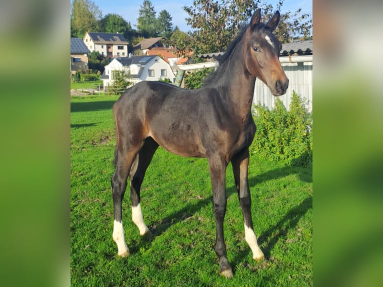 Koń westfalski Klacz 1 Rok Ciemnogniada in Borchen