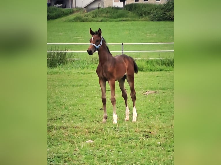 Koń westfalski Klacz 1 Rok Ciemnogniada in Borchen