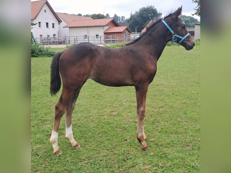 Koń westfalski Klacz 1 Rok Ciemnogniada in Borchen