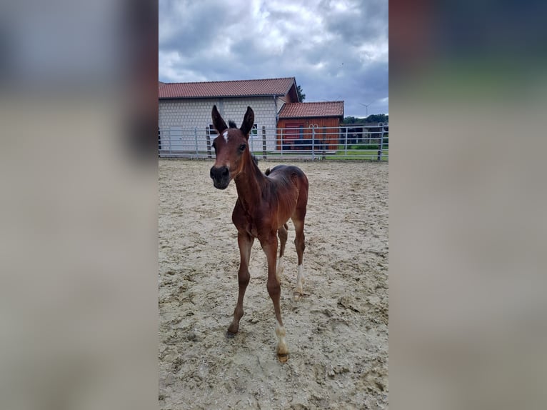 Koń westfalski Klacz 1 Rok Ciemnogniada in Borchen