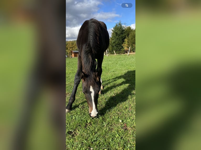 Koń westfalski Klacz 1 Rok Ciemnogniada in Netphen