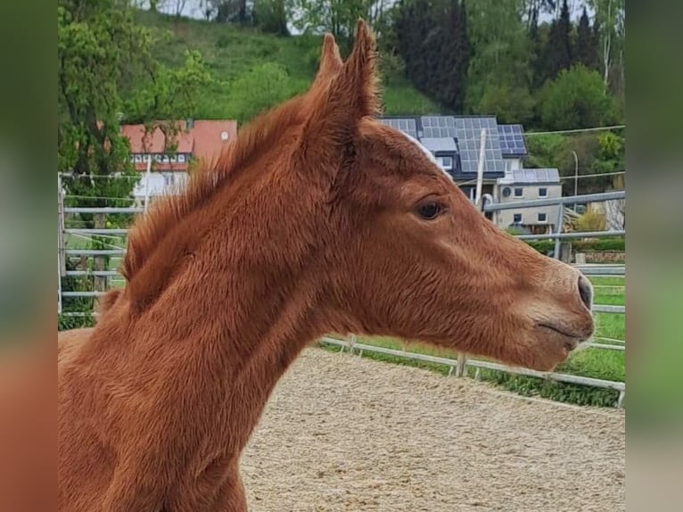 Koń westfalski Klacz 1 Rok Ciemnokasztanowata in Borchen