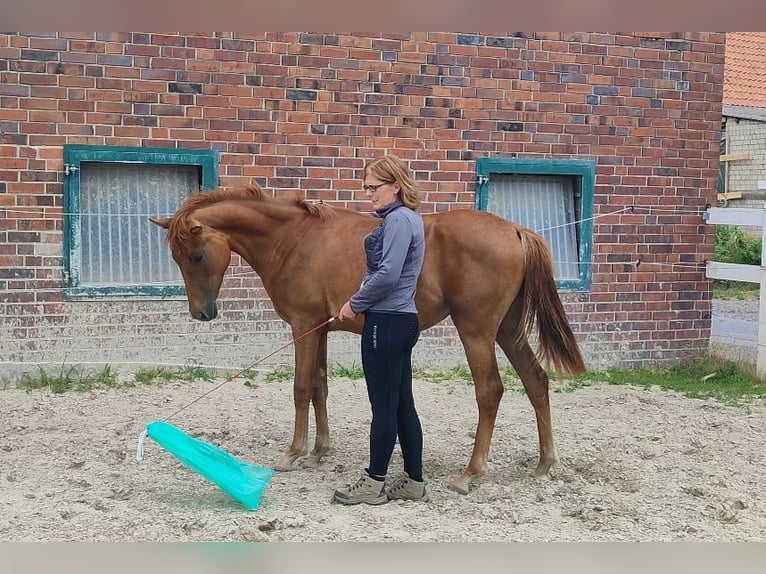 Koń westfalski Klacz 1 Rok Ciemnokasztanowata in Selm