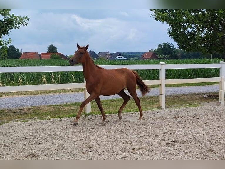 Koń westfalski Klacz 1 Rok Ciemnokasztanowata in Selm