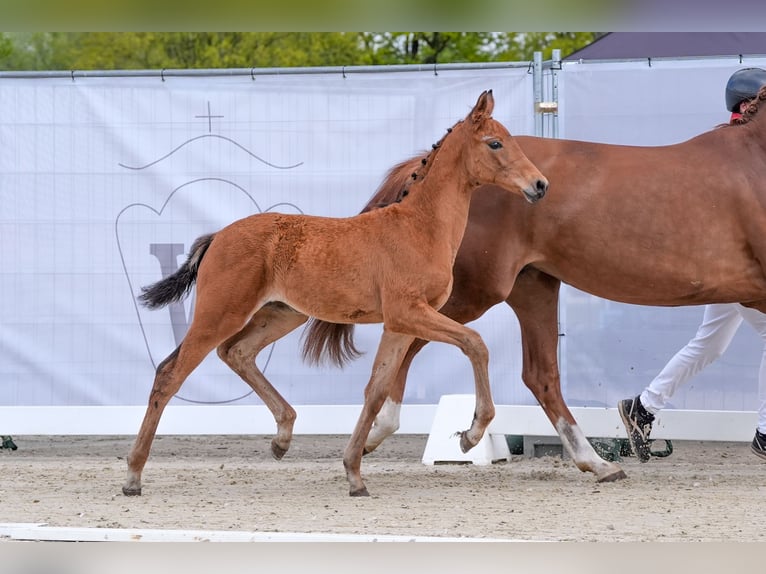 Koń westfalski Klacz 1 Rok Gniada in Hamm