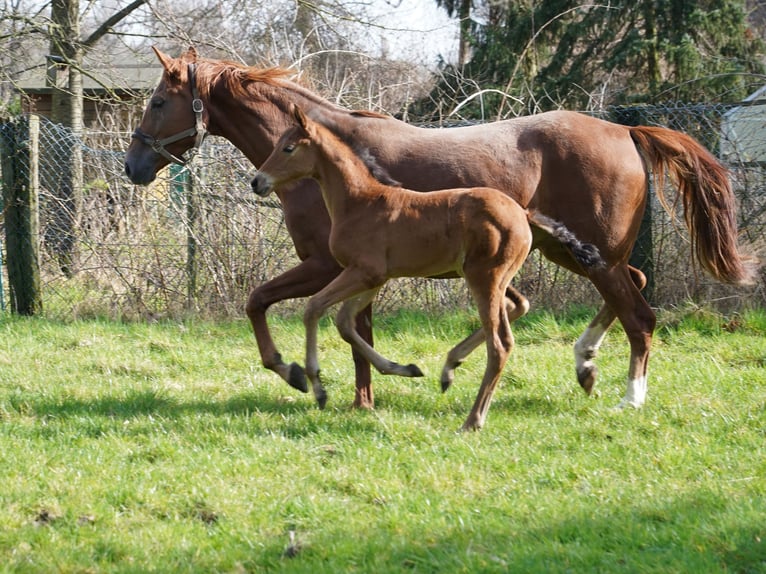 Koń westfalski Klacz 1 Rok Gniada in Hamm