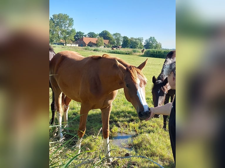 Koń westfalski Klacz 1 Rok Kasztanowata in Bielefeld