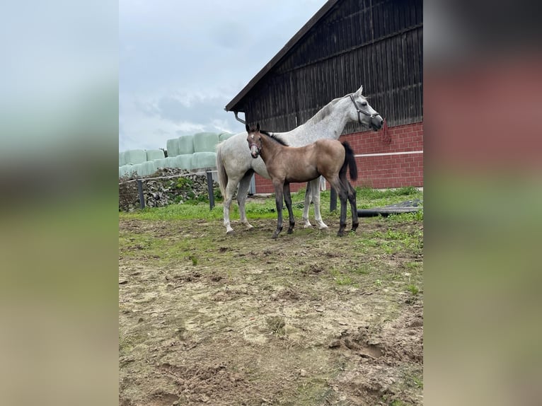 Koń westfalski Klacz 1 Rok Może być siwy in Gronau (Westfalen)