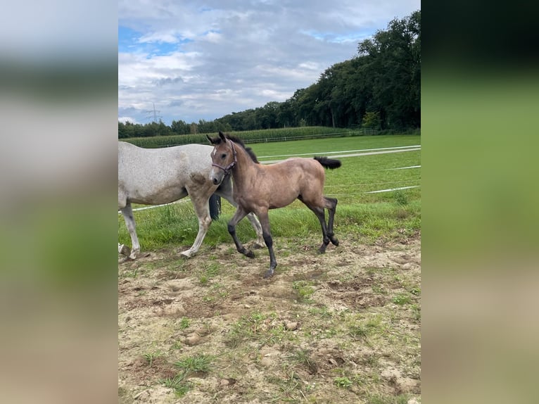 Koń westfalski Klacz 1 Rok Może być siwy in Gronau (Westfalen)