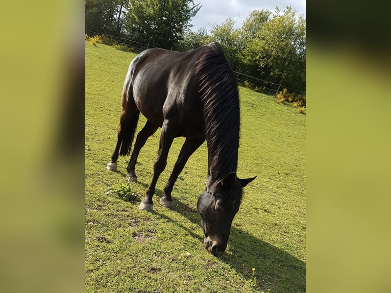 Koń westfalski Klacz 20 lat 160 cm Ciemnogniada in Prüm