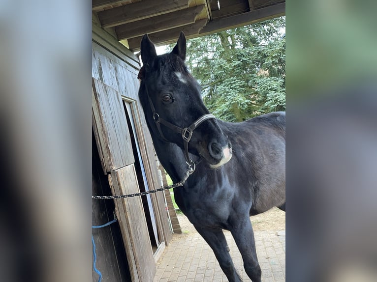 Koń westfalski Klacz 20 lat 160 cm Ciemnogniada in Prüm