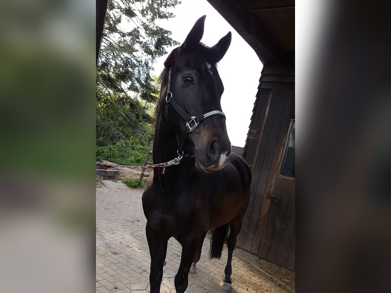 Koń westfalski Klacz 20 lat 160 cm Ciemnogniada in Prüm