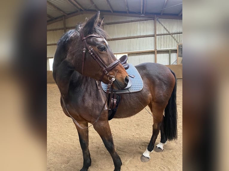 Koń westfalski Klacz 20 lat 165 cm Gniada in Wildeshausen