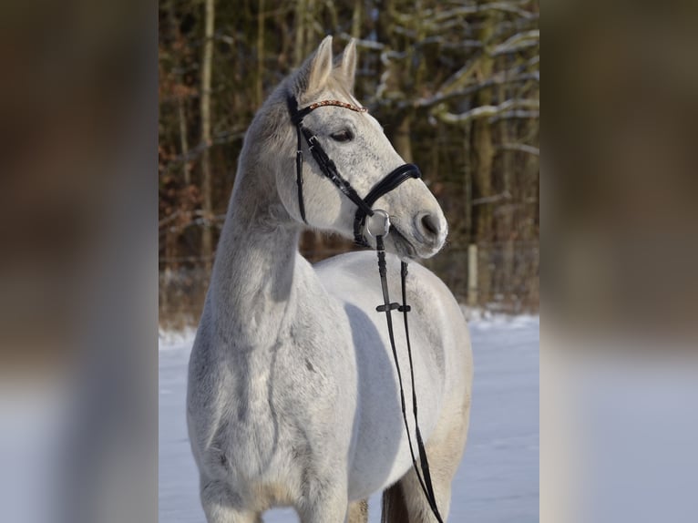 Koń westfalski Klacz 20 lat 167 cm Siwa in Wagenfeld