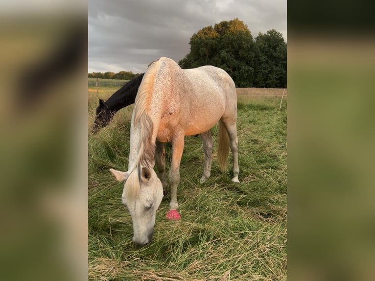 Koń westfalski Klacz 20 lat 167 cm Siwa in Wagenfeld