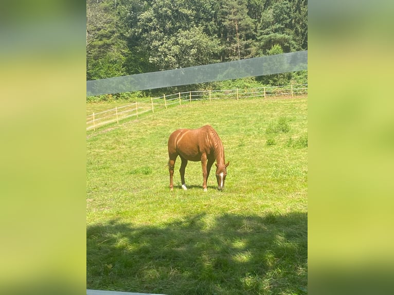 Koń westfalski Klacz 20 lat 169 cm Kasztanowata in Wald-Michelbach